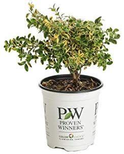 In Qt Sprinter Boxwood Buxus Live Evergreen Shrub Green