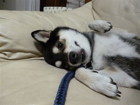 柴には、芝が似合う―日本犬・柴犬ー 黒柴こたろう＆ヒロシマ・平和・教育・趣味のブログ