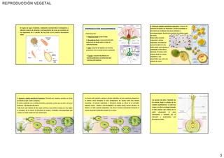 Material de apoyo Fisiología vegetal Reproducción PPT