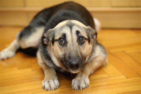 Fear's Effect on Dogs - Handling Fearful Dogs the Right Way, Dog Psychology 101