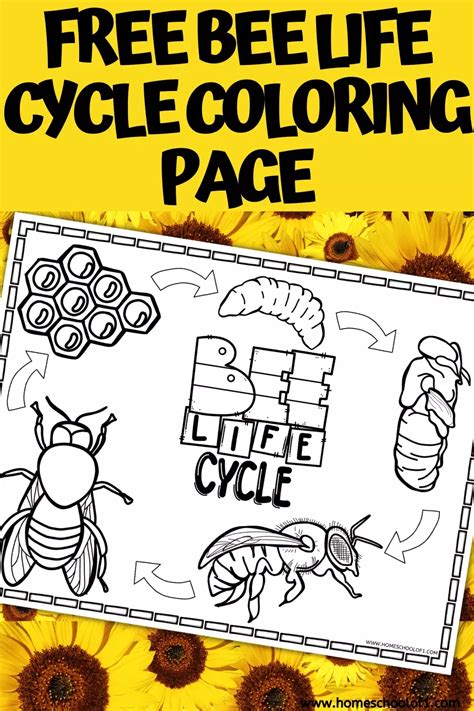 The Free Bee Life Cycle Coloring Page Is Shown With Sunflowers In The