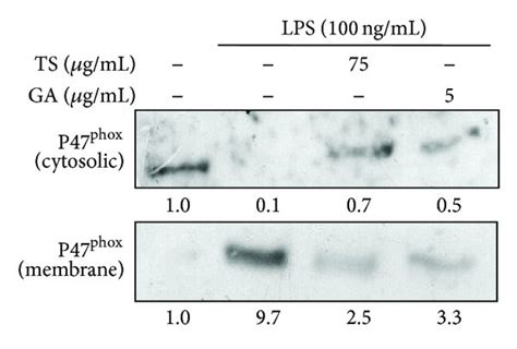 Ts And Ga Inhibit Lps Induced Ros Production And P Phox Expression