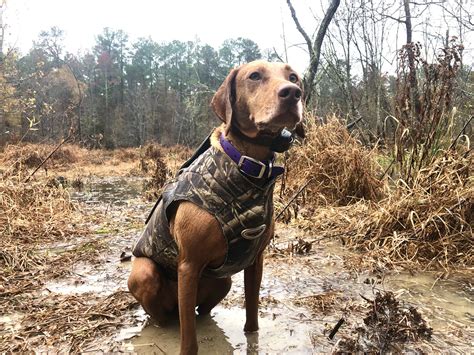 Protective Clothing & Gear for Hunting Dogs - The Accidental Bird Dog