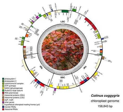 SciELO Brasil The Complete Plastid Genome Of Cotinus Coggygria And