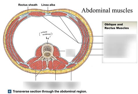 Abdominal Muscles Cross Section Diagram Quizlet