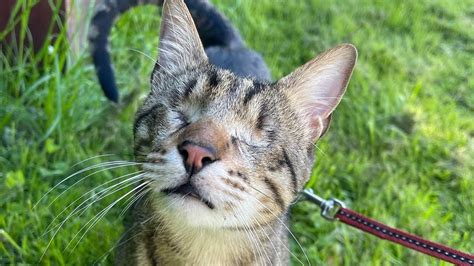 Meet Lukas A Cat Who Lost His Vision On The Streets Of Cyprus But