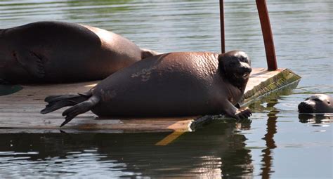 Fotos De La Foca Del Baikal Imágenes Y Fotos