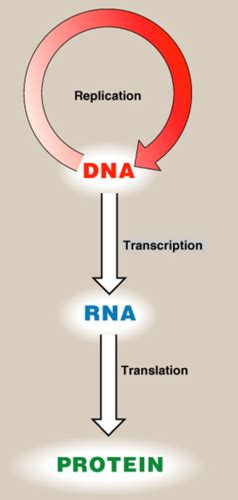 Mcb Lecture Dna Structure And Dna Replication Flashcards Quizlet