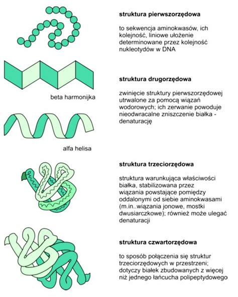 Jak Zbudowana Jest Struktura Bia Ka I Rz Dowa Zadania Ci Gi