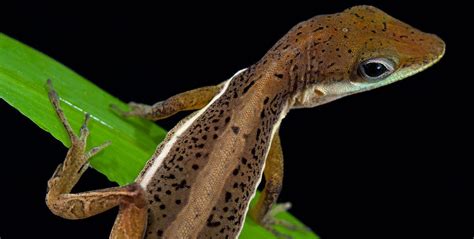 Puerto Rican lizards adapt to variety of climates | Burke Museum