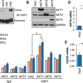 Akt Is Required For Full Hsf Activation In Response To Heat Stress