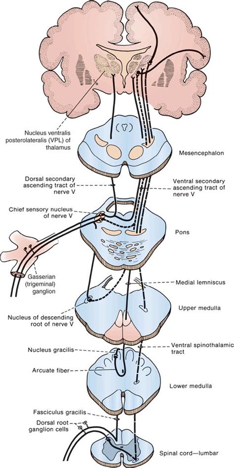 The Exteroceptive Sensations Neupsy Key