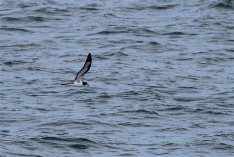 Galapagos Petrel Bird Photo Call And Song Pterodroma Phaeopygia