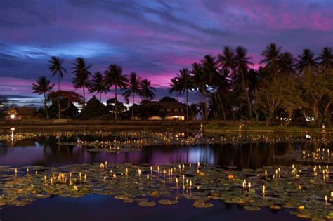 Lotus Flowers Bali Indonesia