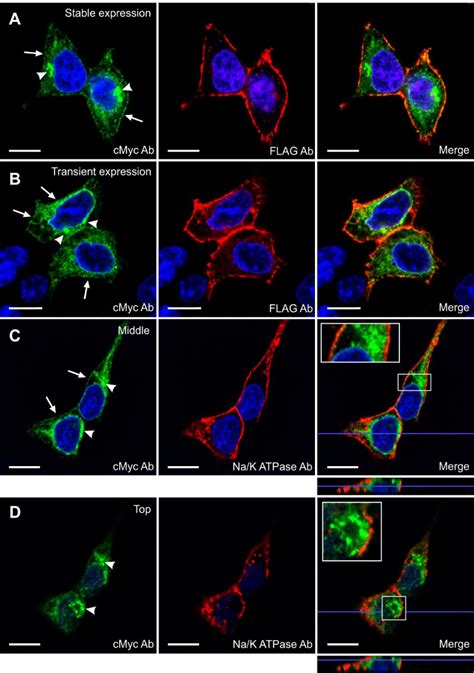 Figure 4 From The Parkinson S Disease Associated Receptor GPR37