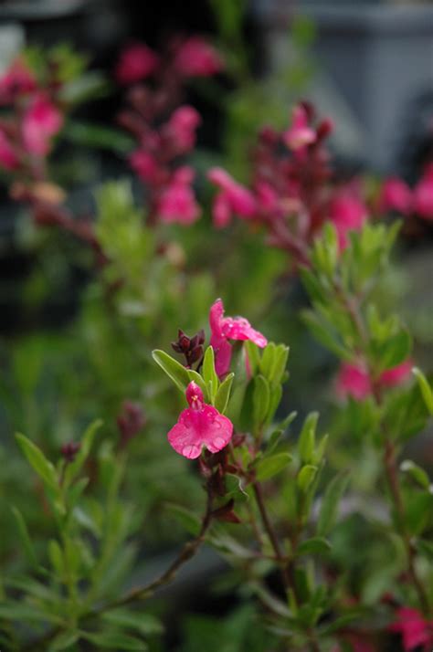 Wild Thing Autumn Sage Salvia Greggii Wild Thing In Denver