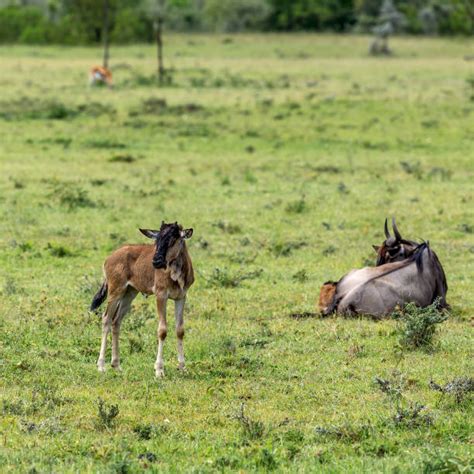 670+ Wildebeest Calves Stock Photos, Pictures & Royalty-Free Images ...