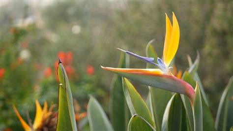 Bird Of Paradise Crane Flower Free Stock Photos Images And Pictures