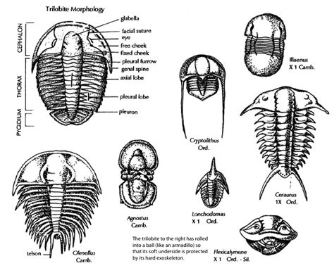 Fossils of the Cambrian Period – Laboratory Manual for Earth History