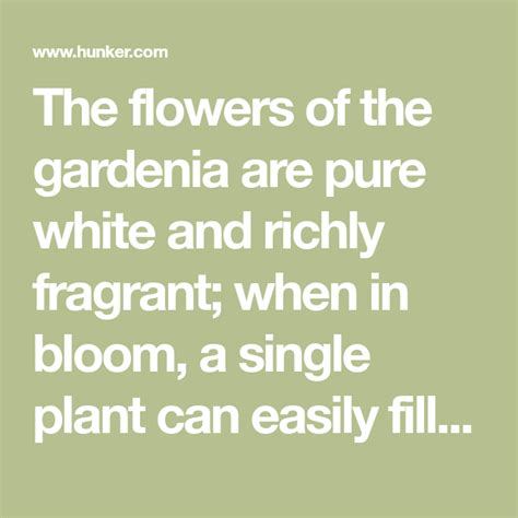 Homemade Fertilizer for Gardenia Plants | Hunker | Gardenia plant ...