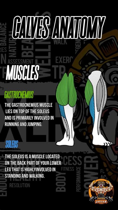 Understanding Calf Muscles