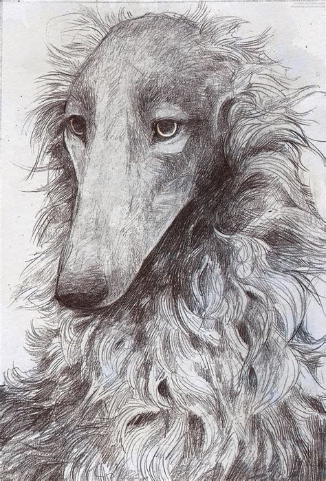 Borzoi Study By Rusakkoko On Deviantart