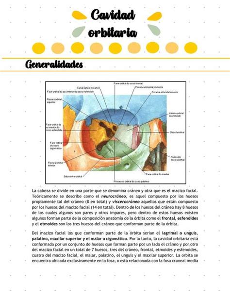 Cavidad Orbitaria Generalidades Aline Ram Rez Udocz