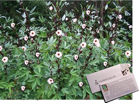 Amazon HIBISCUS SABDARIFFA 2 Set 50 Jamaican Sorrel Seeds