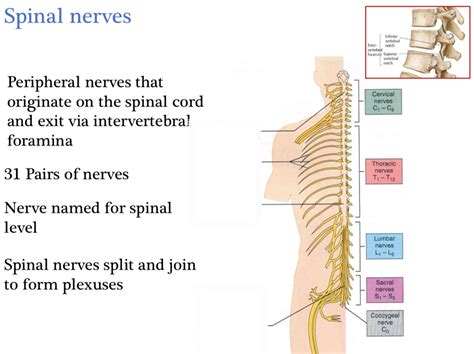 Spinal Nerves Diagram Quizlet