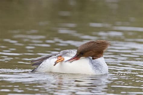 Goosander Mergus Merganser Adult Female Roll Editorial Stock Photo