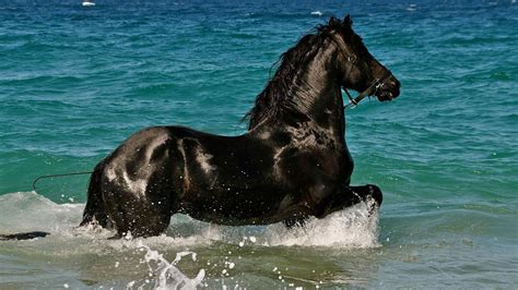 Water Horse Wallpapers - Top Free Water Horse Backgrounds - WallpaperAccess