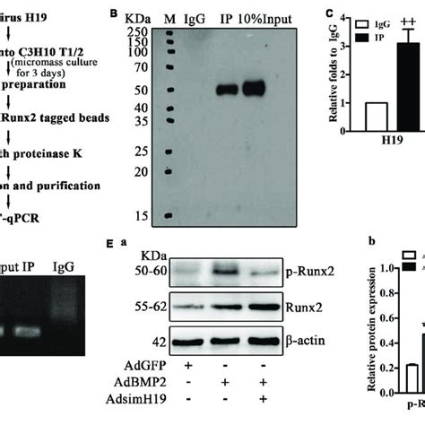 Silencing Of H19 Promoted Bone Morphogenetic Protein 2 BMP2 Induced