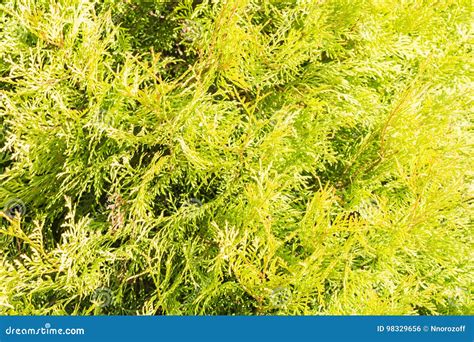 Thuja Texture Green Thuja Tree Branches And Leaves As Natural