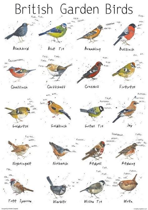 British Birds Identification Chart Printable