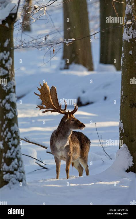 Fallow Deer Winter Hi Res Stock Photography And Images Alamy