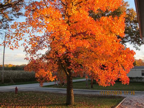 Solve Sweet Gum Tree In The Fall Jigsaw Puzzle Online With 48 Pieces