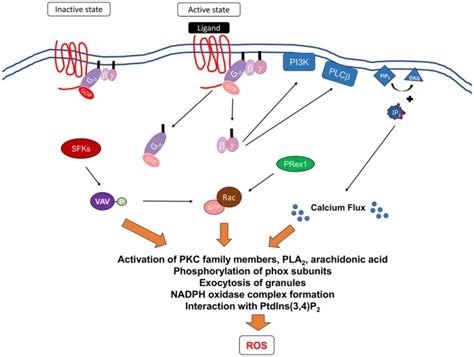 Neutrophils To The Roscue Mechanisms Of Nadph Oxidase Activation And