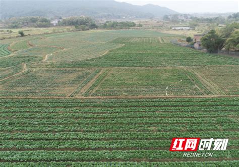 祁阳：全力推进秋冬种 助农增收促振兴祁阳永州站红网