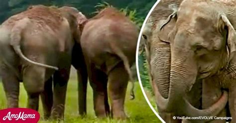 Circus elephants separated for 22 years meet again, and video shows ...