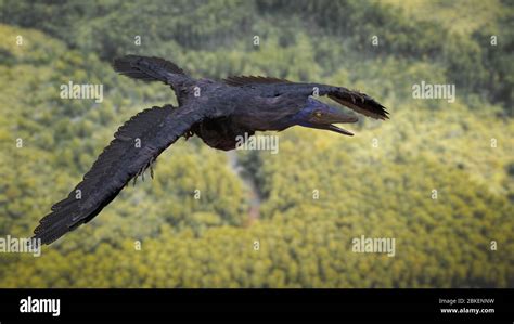 Archaeopteryx feather lithographica hi-res stock photography and images - Alamy