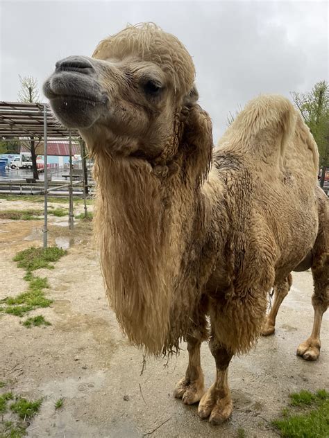 東武動物公園【公式】リュウくん On Twitter 夕方はもう少し潰れていました🐫 明日は晴れるかな？☀️ ＃東武動物公園 ＃フタコブ