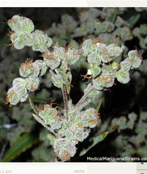 100% sativa strains? | Grasscity Forums - The #1 Marijuana Community Online