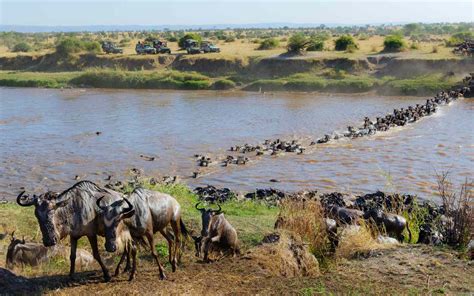 Day Wildebeest Migration Safari In Kenya Pamoja Tours And Travel