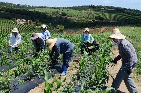 Voc Conhece As Principais Formas De Trabalho No Campo A Lavoura