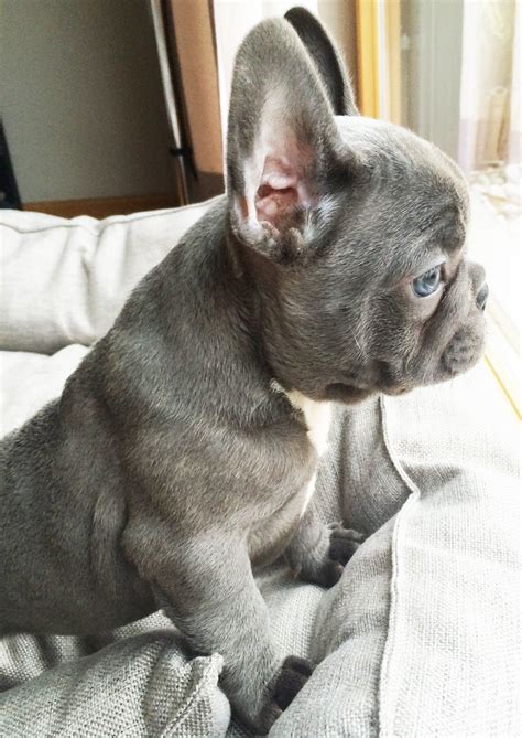 PupHome.com is for sale at Atom.com! | Französische bulldoggenwelpen, Babytiere, Süßeste haustiere