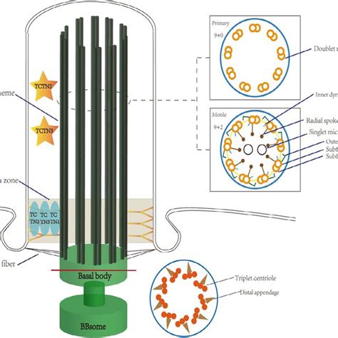 Schematic structure of cilia. Cilia originate from a basal body, which ...