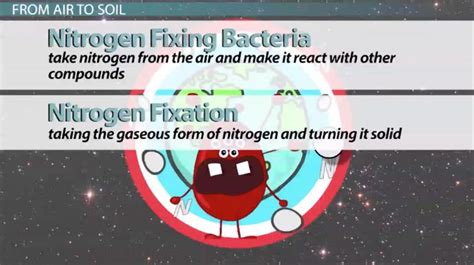 Nitrogen Fixing Bacteria | Definition, Role & Examples - Video | Study.com