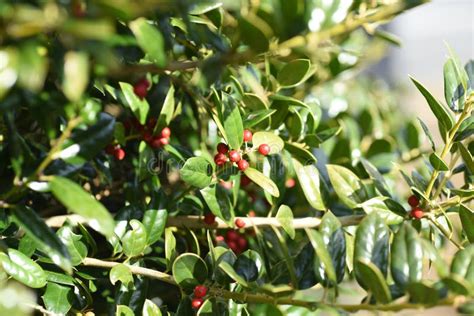 Chinese holly berries. stock photo. Image of fruits - 265076504