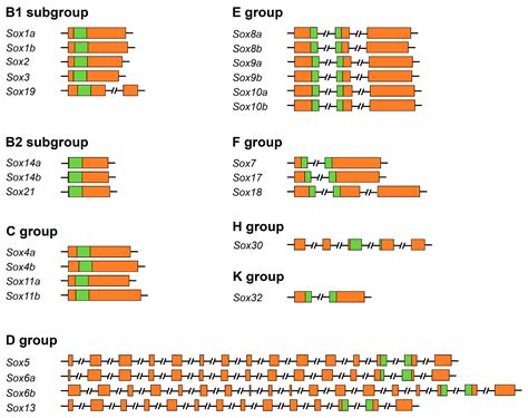 Ijms Free Full Text Genome Wide Identification And Transcriptome