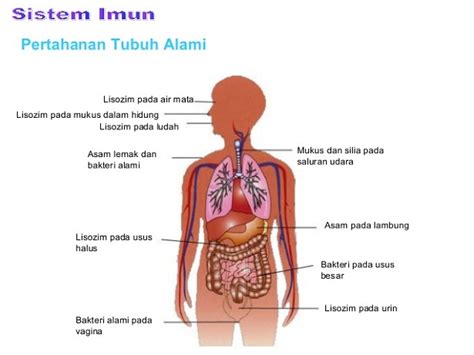 Sistem Imun Pada Manusia Berbagaireviews Hot Sex Picture